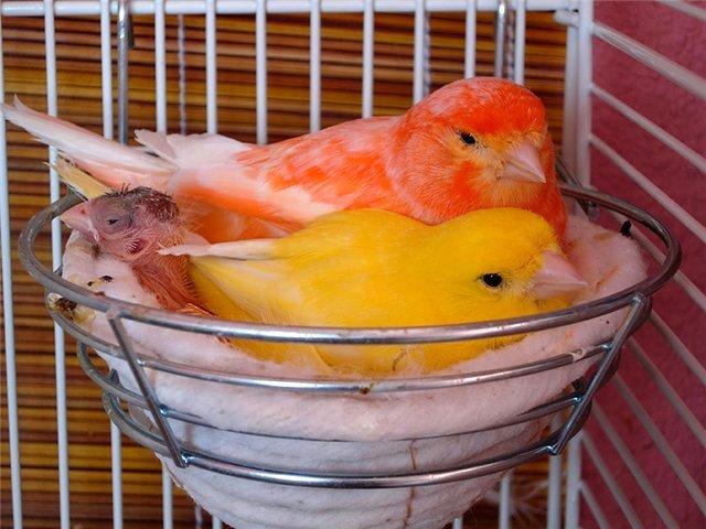 Содержание канареек и уход за ними в Вельске