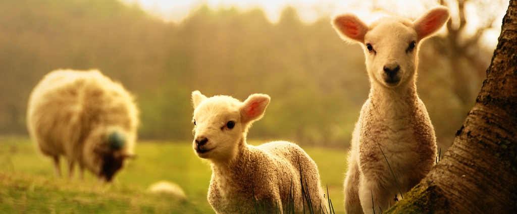 Объявления о сельскохозяйственных животных | ЗооТом - продажа, вязка и услуги для животных в Вельске