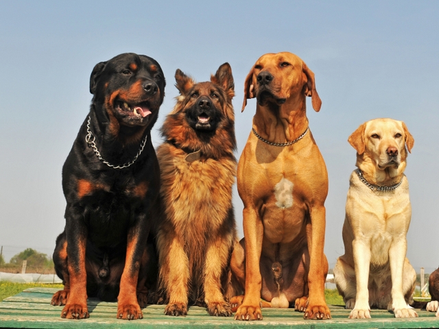 Крупные породы собак в Вельске | ЗооТом портал о животных